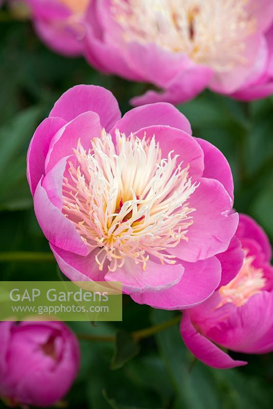 Paeonia 'Bowl of Beauty', an early peony with scented bi-coloured flowers.
