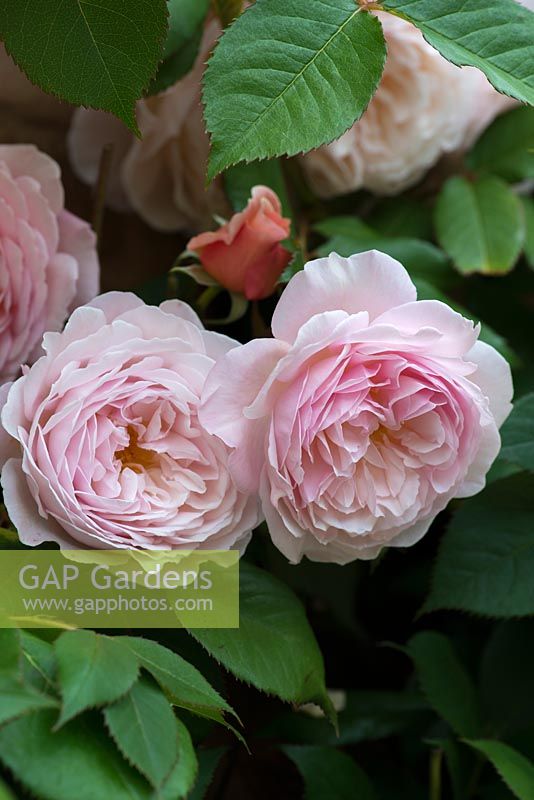 Rosa 'The Albrighton Rambler', a small single or semi double flowered rambling rose.