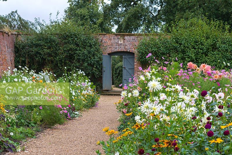 The Walled Garden at Kelmarsh Hall planted with colourful late summer borders. Planting includes left: Dahlia 'Apricot Jewel', and Cosmos. Right: Dahlia 'Moor Place', 'Ice Queen', 'Gingersnap' and 'Preference'.
