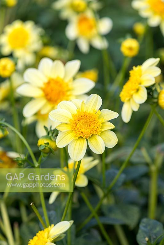 Dahlia 'Lucky Ducky', a miniature anemone-flowered dahlia with a bright yellow pincushion centre surrounded with pale yellow petals.