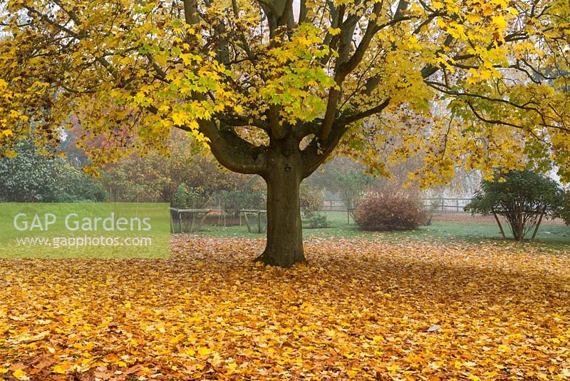 Acer cappadocicum 'Aureum', a golden Cappadocian maple with yellow spring foliage, turning green in summer, and gold in autumn.