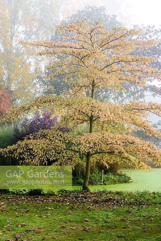 Cornus controversa 'Variegata', wedding cake tree, a variegated dogwood with small clusters of creamy flowers.