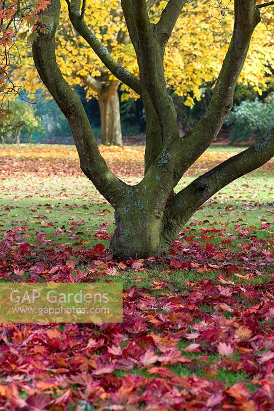 A carpet of fallen autumn leaves beneath Acer japonicum 'Laciniatum', downy Japanese maple.