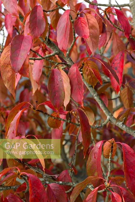 Nyssa sinensis, Chinese tupelo, turn deep red in autumn.