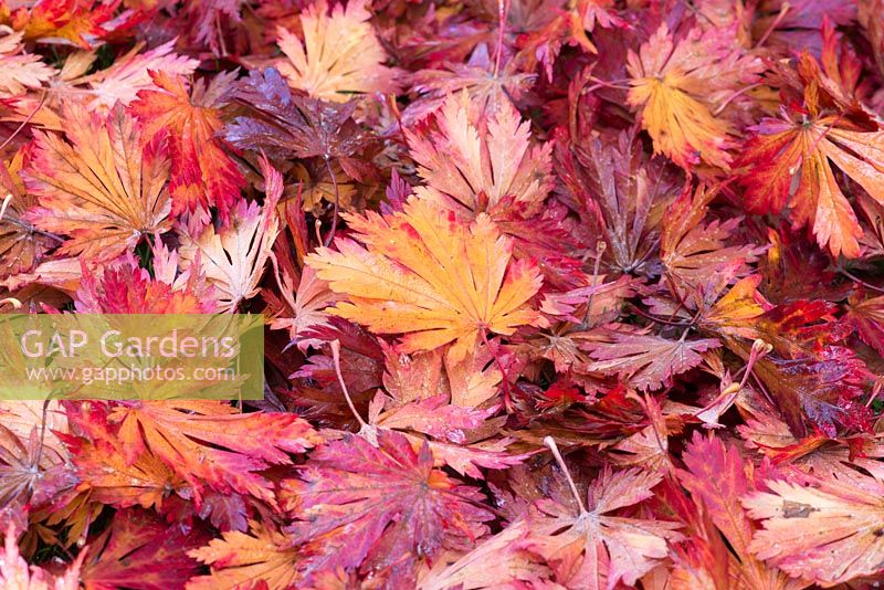 Red and gold autumn leaves beneath Acer japonicum 'Laciniatum', downy Japanese maple.