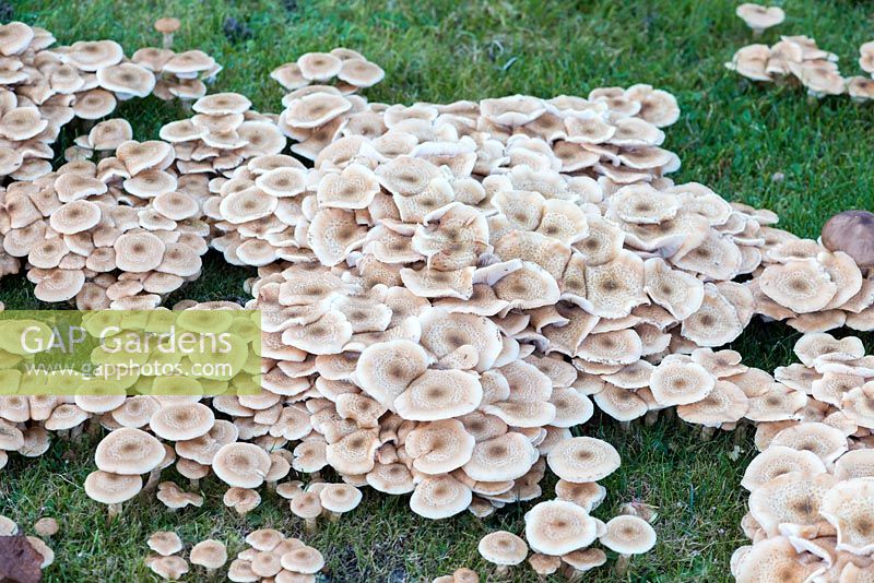 Armillaria - Honey fungus is the common name given to several different species of Armillaria that kill trees and plants.
