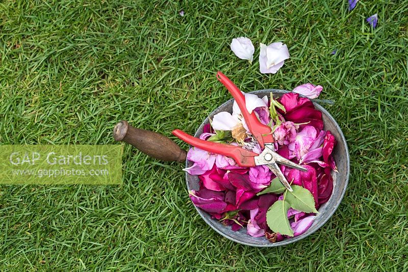 Deadheaded roses and snips in a pan on the lawn - May - Oxfordshire