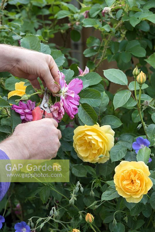 Gardener deadheading roses - May - Oxfordshire
