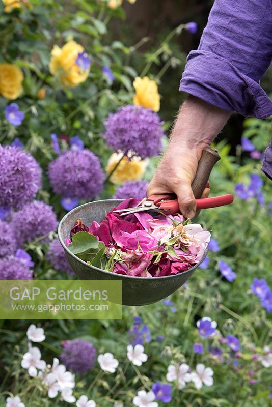 Gardener holding a pan of deadheaded roses - May - Oxfordshire