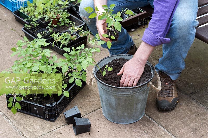 Solanum pimpinellifolium - Gardener planting red currant tomato plants in a bucket - May - Oxfordshire