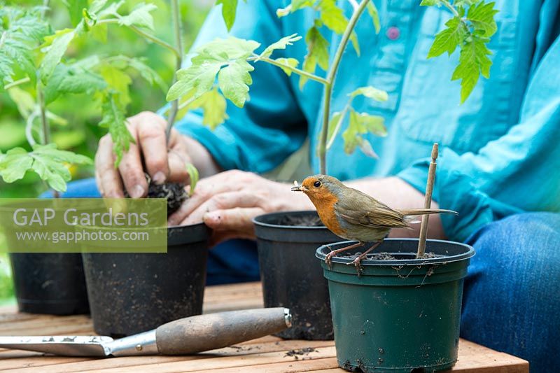 Erithacus rubecula - Robin with a mealworm on a plant pot next to a gardener potting tomato plants - May - Oxfordshire