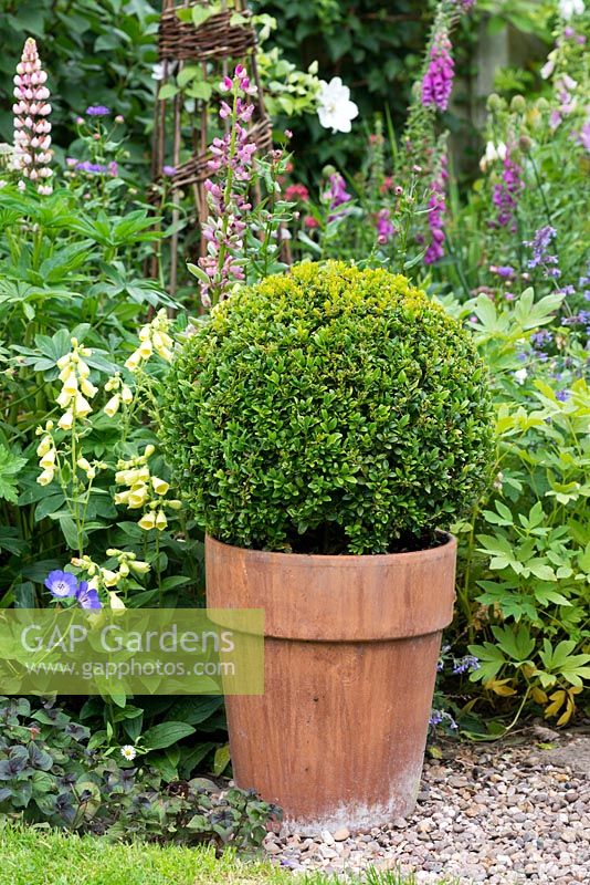 Buxus sempervirens. A box ball marks the point at which the lawn ends, and pebble path begins.