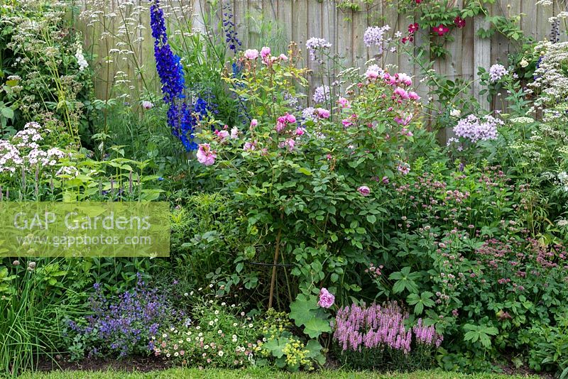Cottage style herbaceous border is planted with  Rosa 'Sister Elizabeth', Delphinium 'Excalibur', Phlox, Astrantia, Valerian, Campanula and wild carrot.