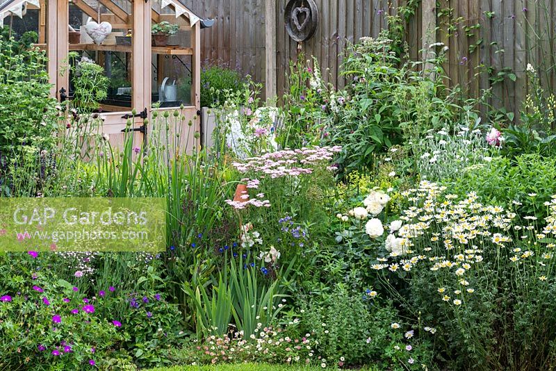 A greenhouse is tucked away in a sunny corner, behind a herbaceous border of Geranium 'Max Frei', Allium, Rosa 'Tranquility', Achillea 'Wonderful Wampee' and Anthemis 'E.C. Buxton.