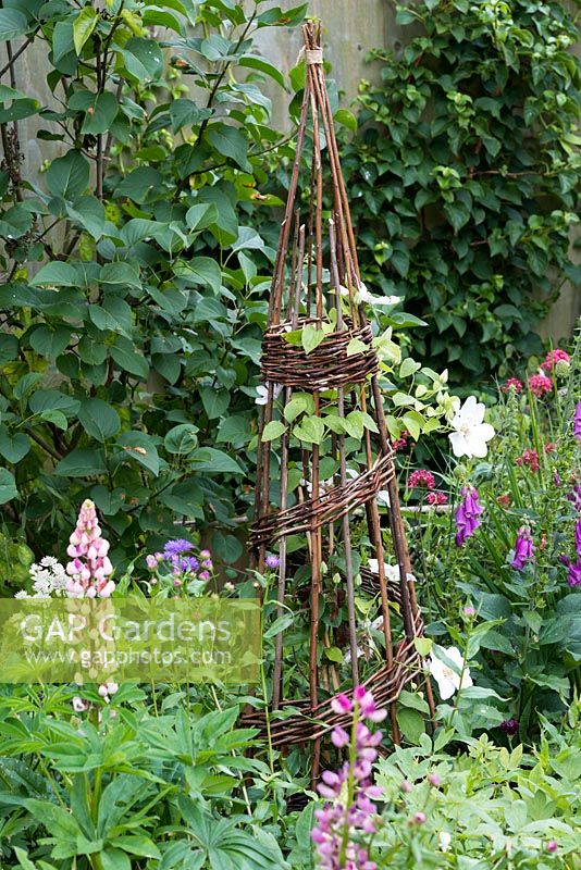 A white Clematis 'Chantilly' is trained up a woven willow obelisk, adding height amidst lupins, foxgloves and astrantia.