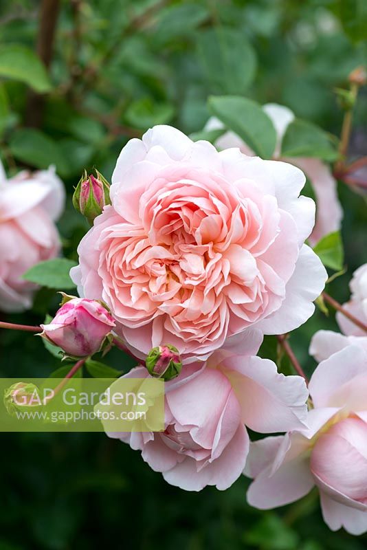 Rosa 'Wildeve', a David Austin English rose with fragrant, perfectly quartered rosettes.