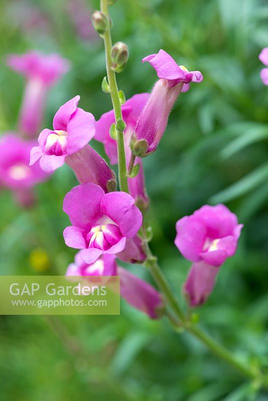 Antirrhinum 'Pretty in Pink', a perennial snapdragon with long flowering rich pink blooms.