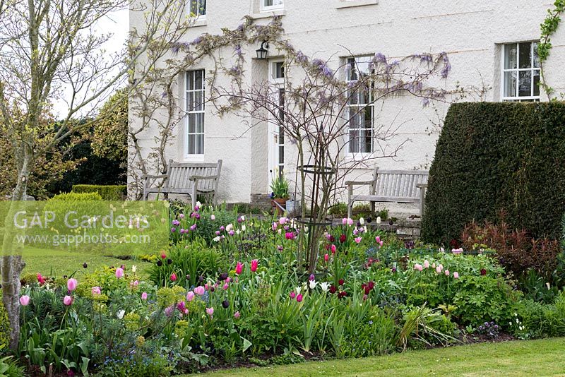 A country house in spring with trained Wisteria sinensis and colourful borders of Tulipa 'Rosalie', 'Queen of Night', 'Tres Chic', 'Barcelona', 'Douglas Bader' and 'Merlot'.
