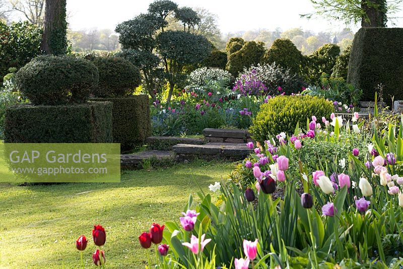 A formal country garden with yew, box and osmanthus topiary, and a mixed bed of Tulipa 'Queen of Night', 'Douglas Bader', Angelique, 'Violet Beauty' and 'Merlot'.