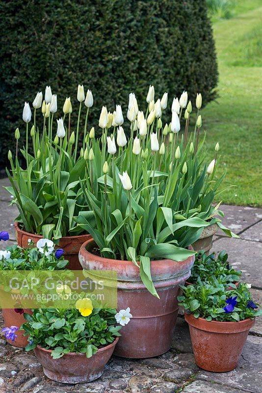 Terracotta containers planted with Tulipa 'Triumphator', Tulipa 'Tres Chic' and Violas.