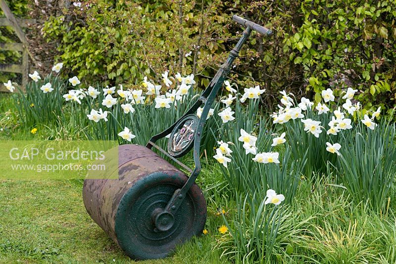 A vintage garden roller alongside a naturalised bed of Narcissi.