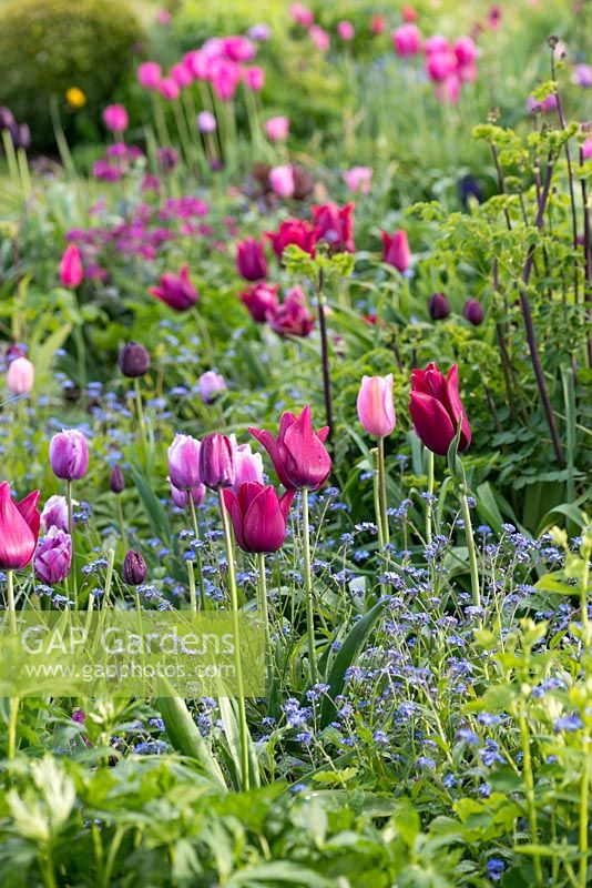 A harmonious spring combination of pink, purple and white tulips underplanted with forget me nots. In the foreground: Tulipa 'Merlot'.