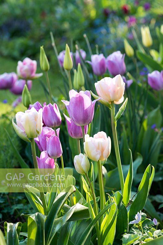 A spring border with Tulipa 'Douglas Bader' and 'Violet Beauty'.