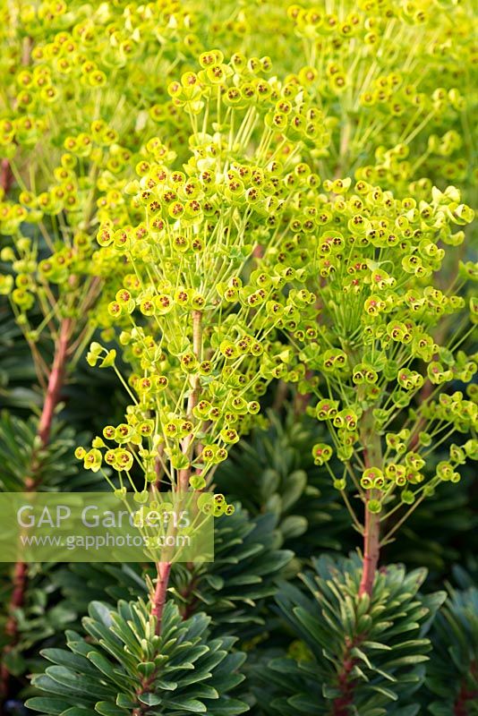 Euphorbia amygdaloides, a hardy perennial wood spurge, perfect for full sun or shade.