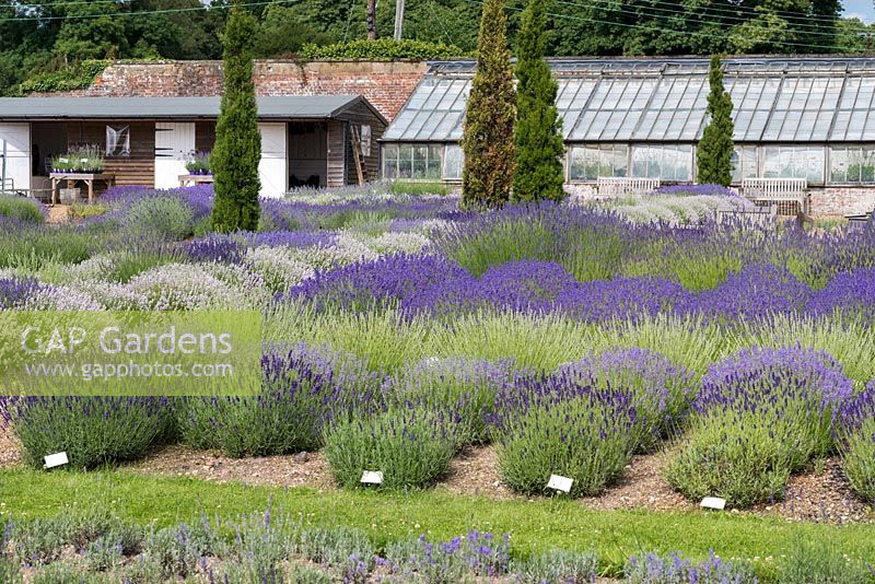 A display of different lavender varieties in the walled garden at Downderry Lavender Nurseries.