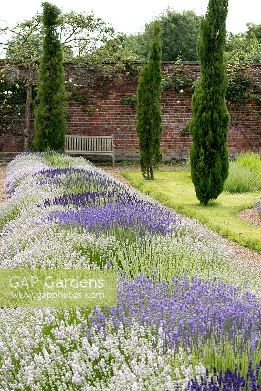 In the Long Lavender Border, the helix planting is formed with 'Little Lottie', different angustifolias are planted at the eye of each helix at the intersections, 'Grosso' and 'Edelweiss' alternate.