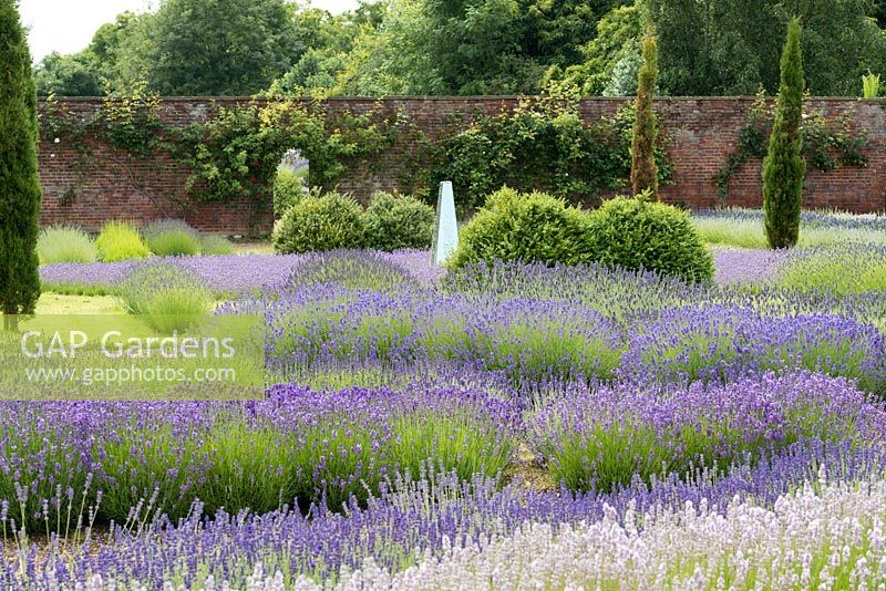 Swathes of different lavender varieties growing in the walled garden at Downderry Lavender Nurseries.