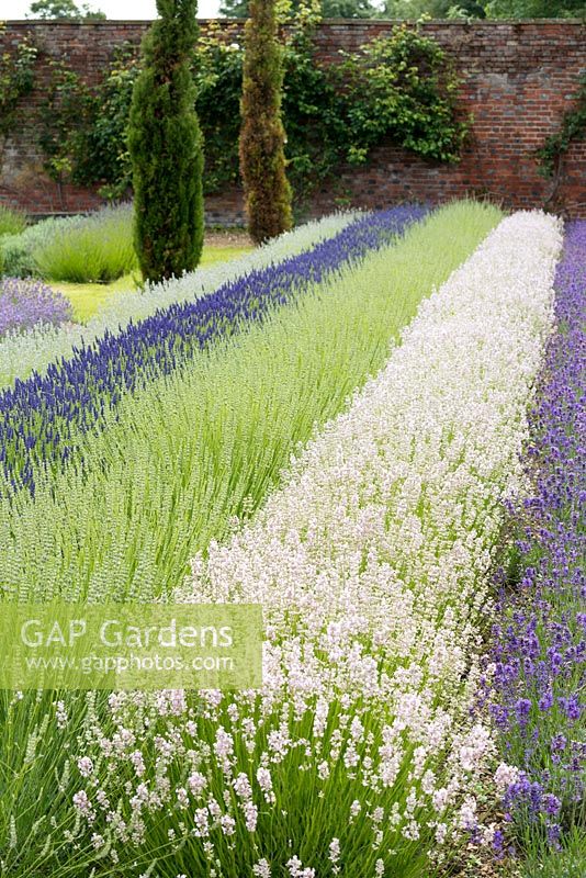 Left to right rows of lavender: Lavandula angustifolia 'Blue Ice', L x intermedia 'Olympia', L x intermedia 'Edelweiss', L angustifolia 'Rosea', L angustifolia 'Folgate'.