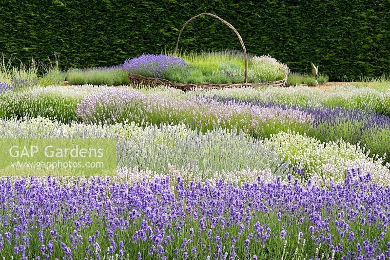 Giant woven basket of lavenders, 'Melissa Lilac',   'Old English' and 'Hidcote Pink' seen over waves of angustifola lavenders 'Melissa Lilac', 'Little Lottie' and 'Elizabeth'.