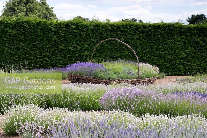 Giant woven basket of lavenders, 'Melissa Lilac',   'Old English' and  'Hidcote Pink' seen over waves of L x chaytorae 'Brideshead Blue' and  angustifola lavenders 'Melissa Lilac', 'Little Lottie' and 'Elizabeth'.