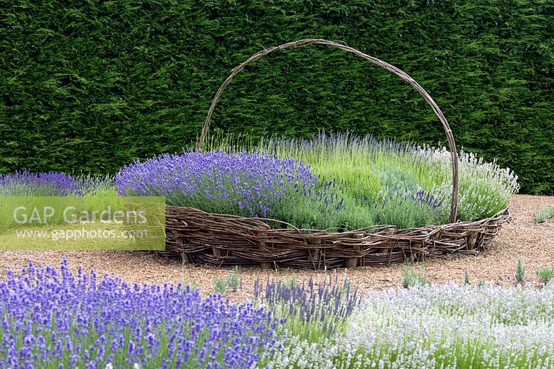 In giant woven basket of lavenders, left to right Lavandula angustifolia 'Melissa Lilac',  L x intermedia 'Old English' and L angustifolia 'Hidcote Pink'.