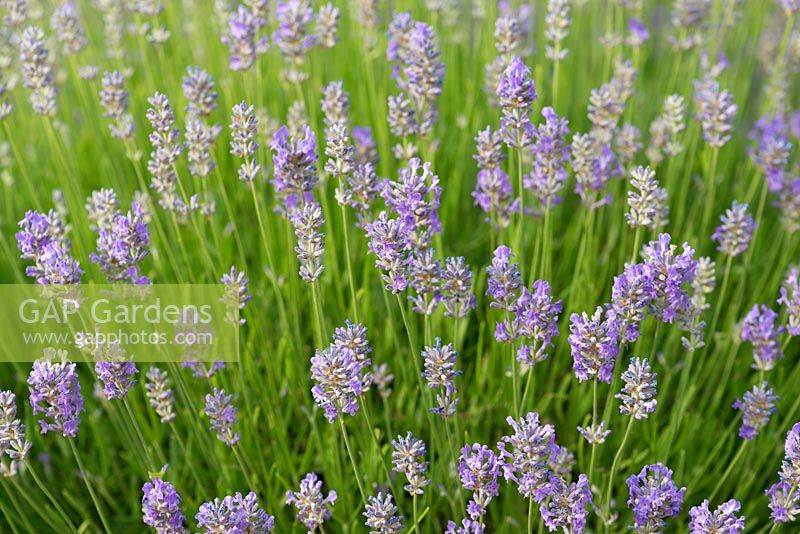 Lavandula angustifolia 'Cedar Blue', English lavender, bears masses of spikes of pale purple flowers from June.