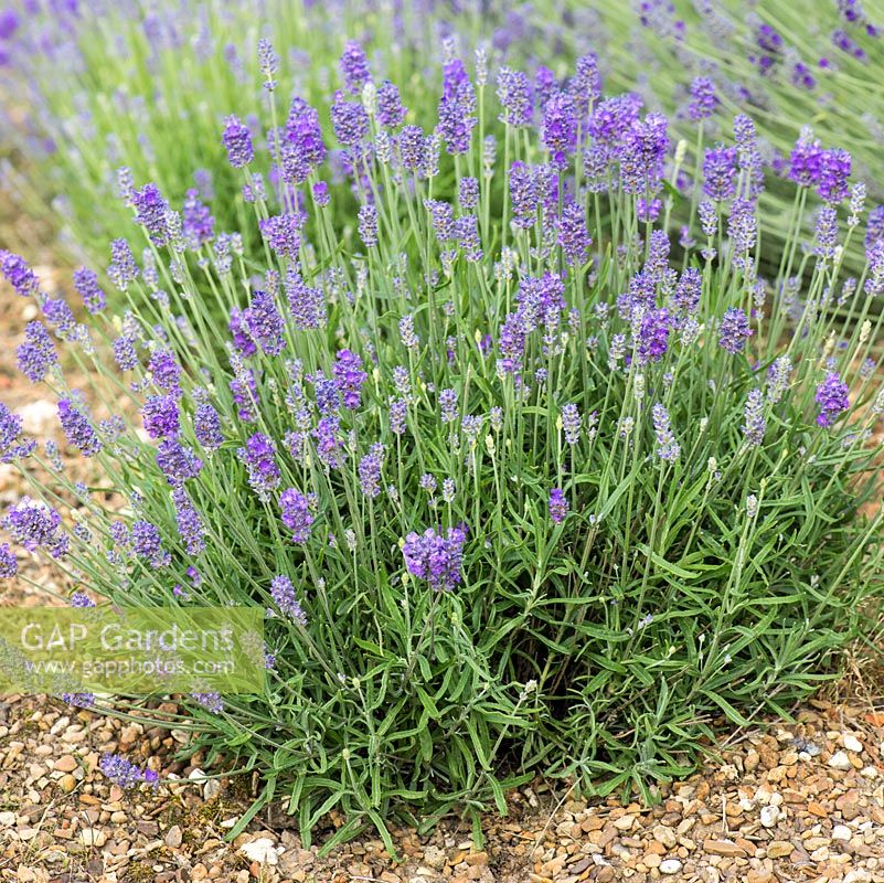 Lavandula angustifolia 'Miss Muffet', syn. 'Schlomis', English lavender, forms a dwarf evergreen shrub with violet blue flowers from June.