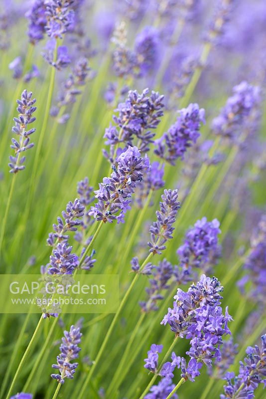 Lavandula angustifolia 'Elizabeth', a compact English lavender, with grey green foliage and vivid violet flower buds,