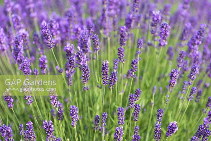 Lavandula angustifolia 'Loddon Blue', an English lavender with grey green foliage and deep purple blue flowers from June.