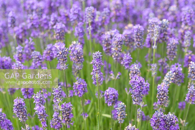 Lavandula angustifolia 'Lavenine Petite', English lavender, bears masses of short, vivid blue flower spikes from June.