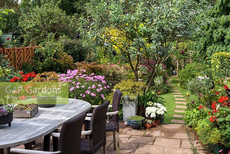 From raised terrace edged in pots of cosmos, geraniums, acer and hydrangea, steps descend to stepping stone path leading over lawn to work area at rear of plot. On left of steps, Pineapple  Broom.
