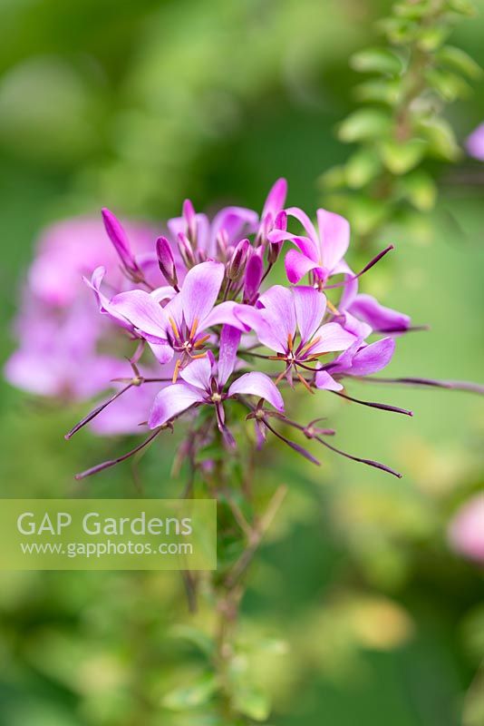Cleome hassleriana 'Violet Queen', spider flower, a tall annual flowering from June