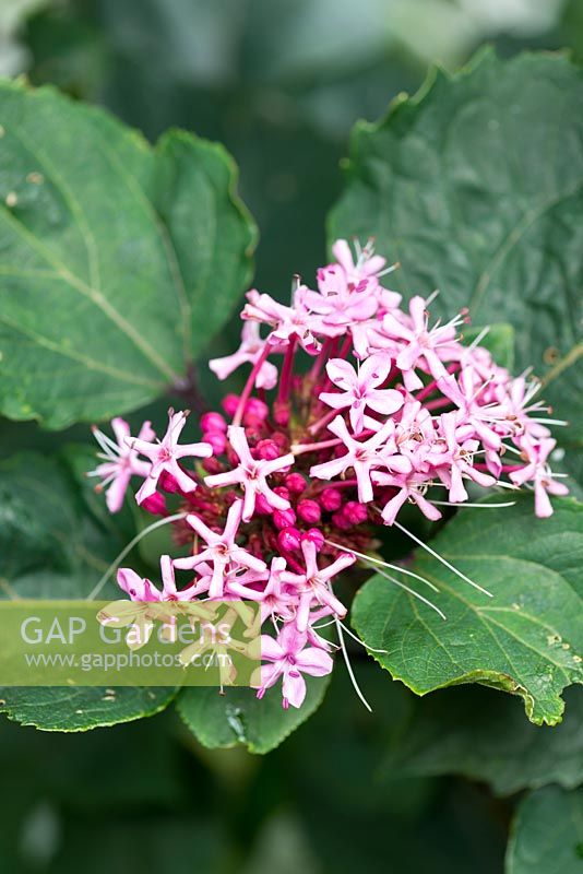 Clerodendrum bungei, glory flower, a deciduous shrub with sweetly smelling flowers and unpleasantly smelling leaves. September.