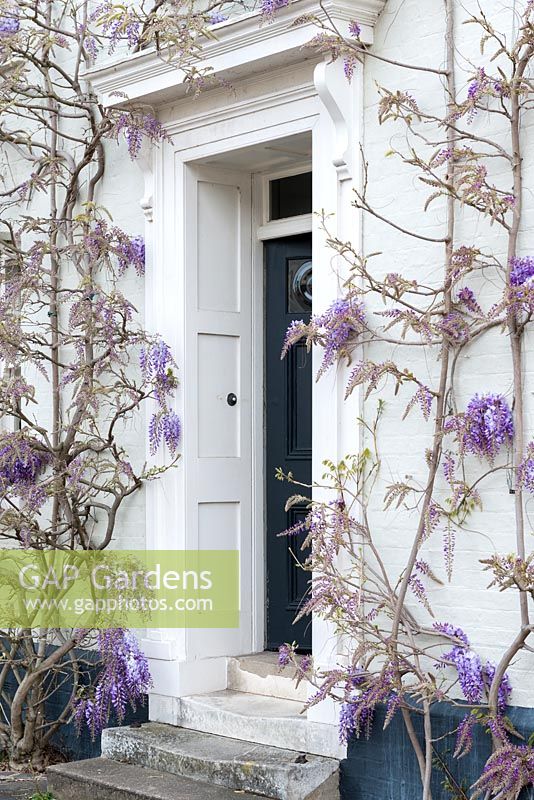 The front door of a 16th century period house, surrounded with Wisteria sinensis.
