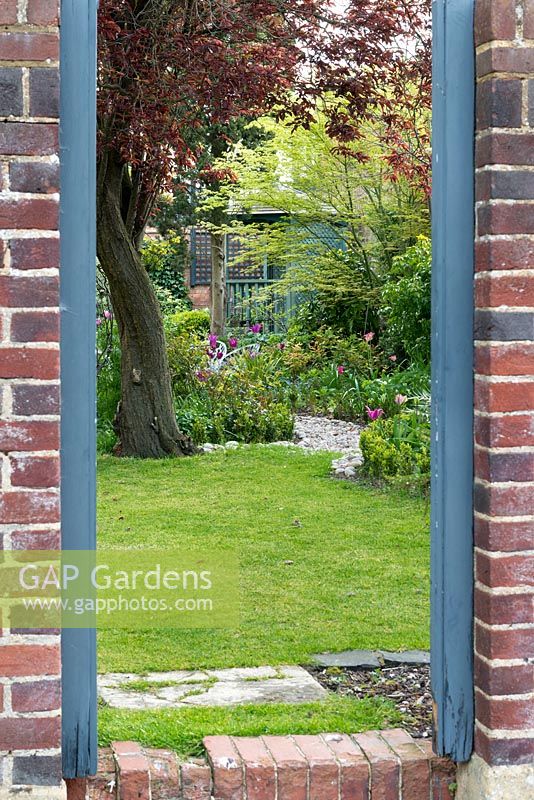 A view into a walled town garden with ornamental cherry tree, lawn and borders of tulips.