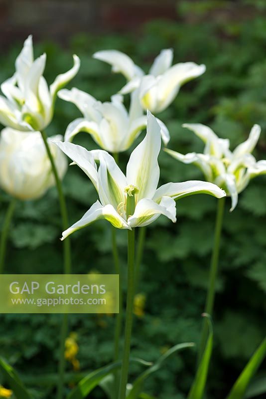 Tulipa 'Green Star', a lily flowered tulip with spiky reflexing white and green petals.