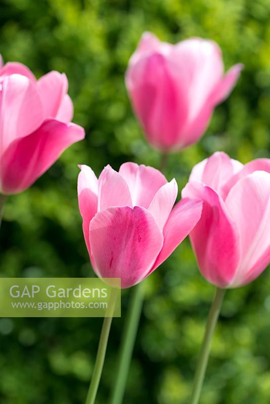 Tulipa 'Survivor', a May flowering Tulip with large heads of deep rose pink merging to a softer pink towards the edges.