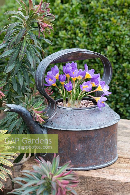 Vintage copper kettle planted with February flowering Crocus sieberi subsp. sublimis 'Tricolor'.