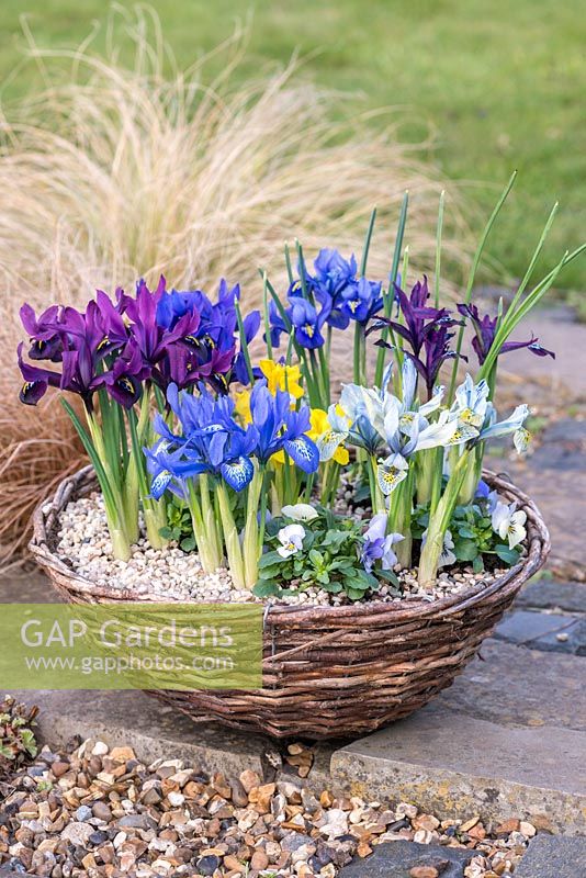 Reticulata irises planted with violas in basket, flowering in winter. From front left clockwise: blue 'Lady Beatrix Stanley', plum coloured 'George', gentian blue 'Harmony', indigo blue  'Palm Springs', purple 'Pauline', light blue and yellow 'Katharine Hodgkin. In the middle, yellow Iris danfordiae.
