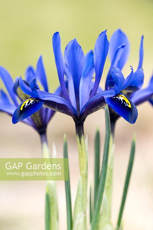 Iris reticulata 'Harmony', a gentian blue miniature iris. Flowering January, February and March.